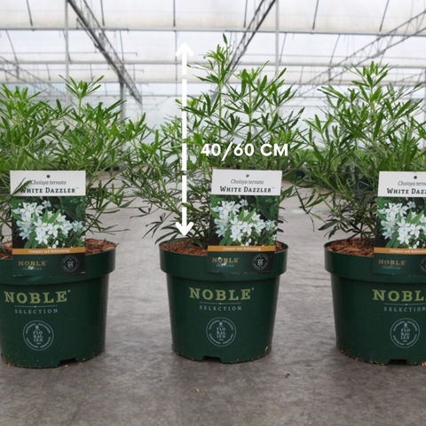 Oranger du Mexique 'white dazzler'