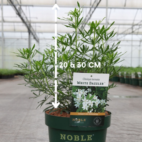 Choisya 'white dazzler' - Oranger du Mexique