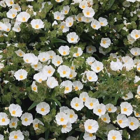 Cistus x Florentinus