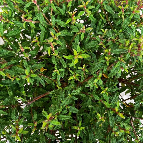 Cistus x Florentinus