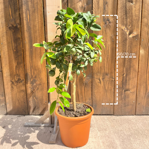 Citronnier 'Rangpur'