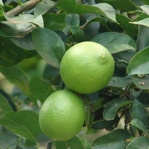 Citronnier vert