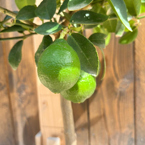 Citronnier vert