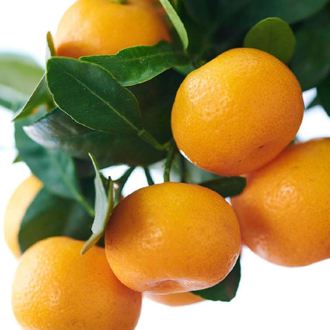 Citronnier 'Rangpur'