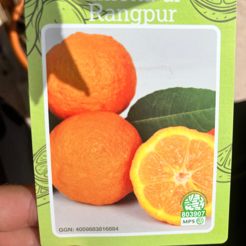 Citronnier 'Rangpur'
