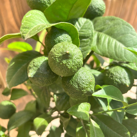 Citronnier 'Rangpur'