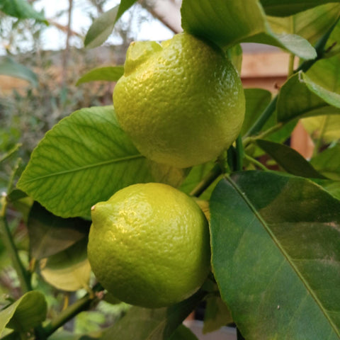 Citronnier