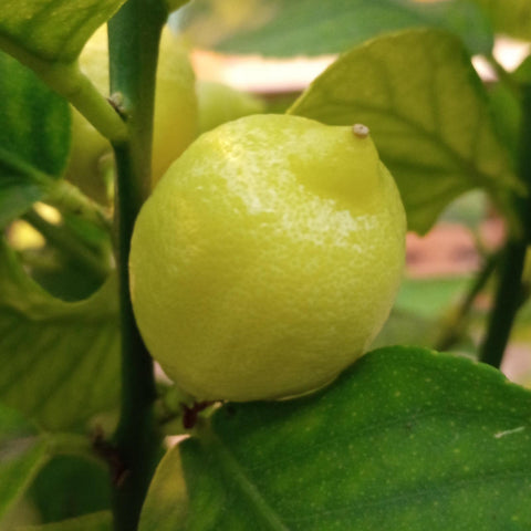 Citronnier