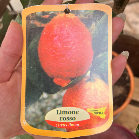 Citronnier rouge