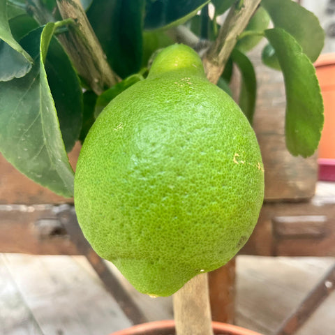 Citronnier lumie