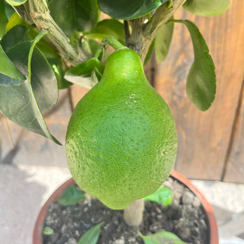 Citronnier lumie