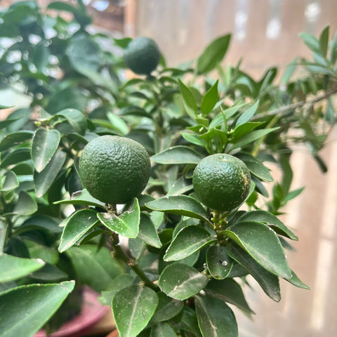 Mandarinier chinois