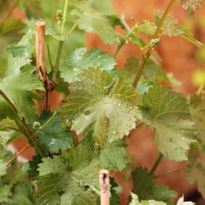 Vigne 'Clairette blanche'