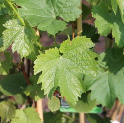 Vigne 'Clairette rose'