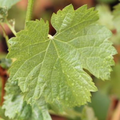 Vigne 'Clairette rose'