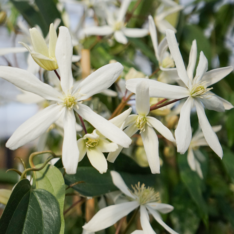 Clématite armandii 'snowdrift'