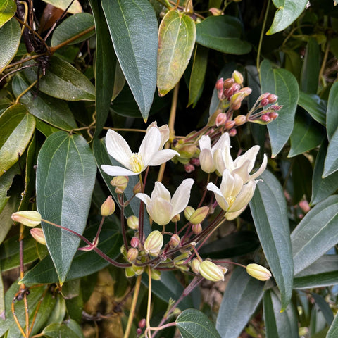 Clématite armandii