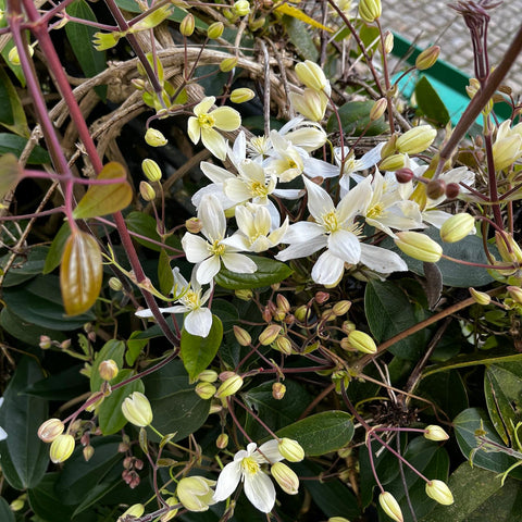 Clématite armandii