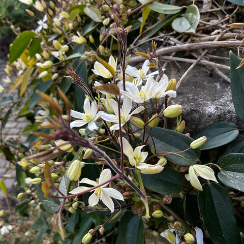 Clématite armandii