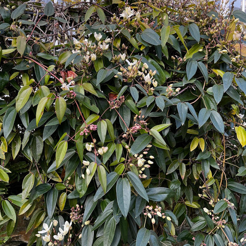 Clématite armandii