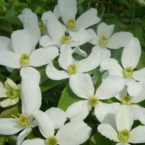 Clématite montana 'wilsonii'
