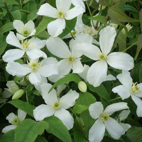 Clématite montana 'wilsonii'