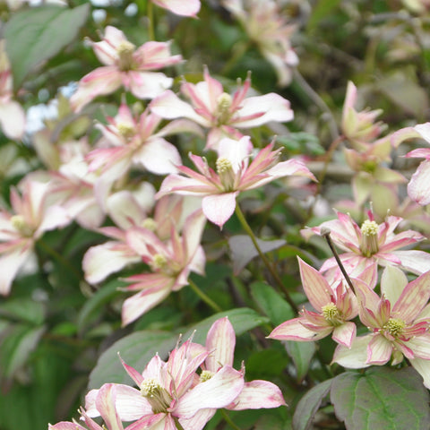 Clématite montana 'marjorie'