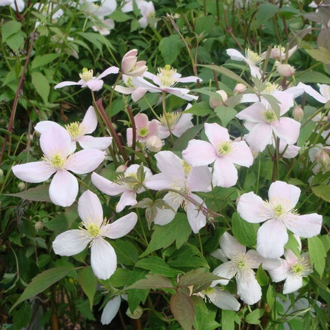 Clématite montana 'rubens'