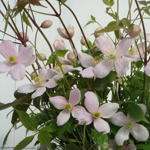 Clématite montana 'rubens'