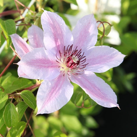 Clématite 'Nelly Moser'
