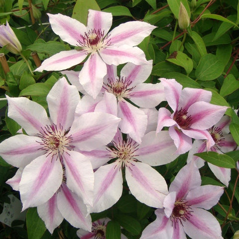 Clématite 'Nelly Moser'