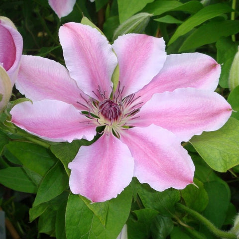 Clématite 'Nelly Moser'