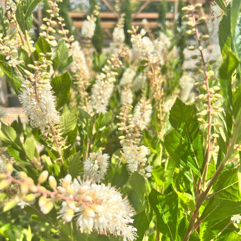 Clethra 'vanilla spice'