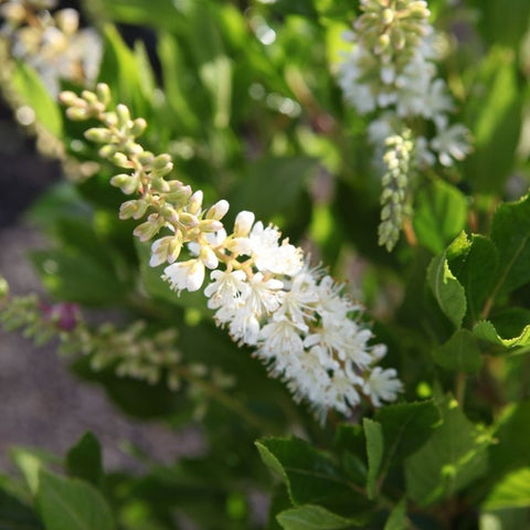 Clethra 'vanilla spice'