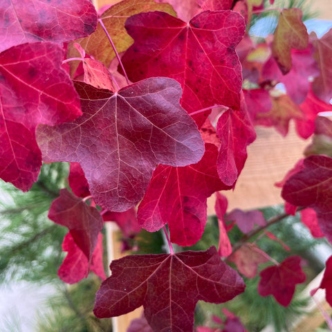 Liquidambar Rotundiloba