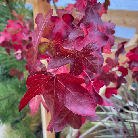 Liquidambar Rotundiloba