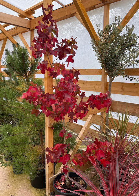 Liquidambar Rotundiloba