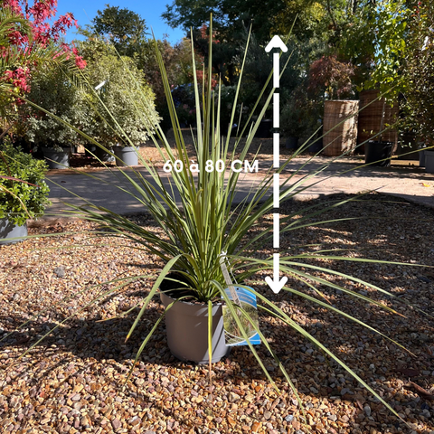 Cordyline australis / Cordyline australe