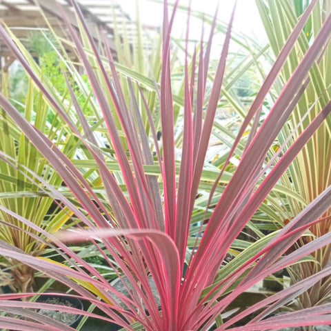 Cordyline rose