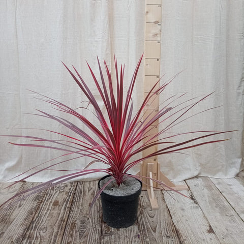 Cordyline rose