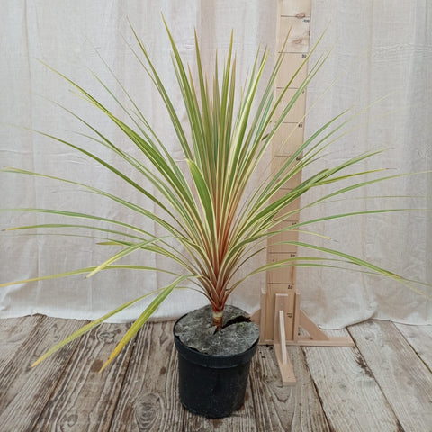 Cordyline panachée