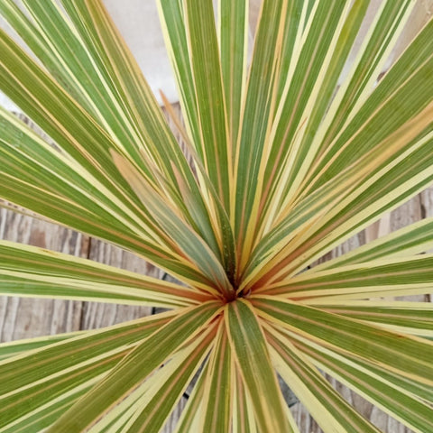 Cordyline panachée