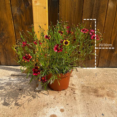 Coreopsis 'Banana & Cherry'