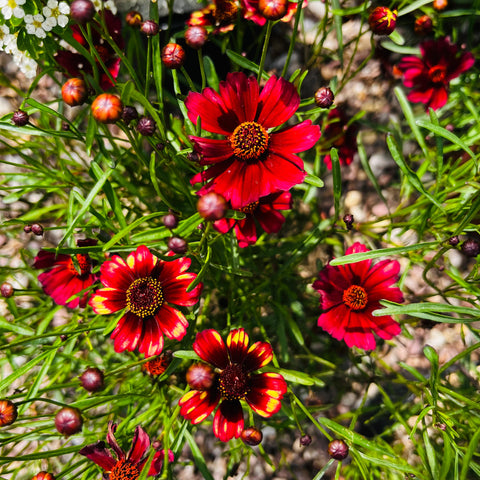 Coreopsis 'Banana & Cherry'