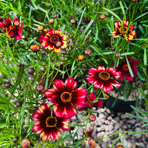Coreopsis 'Banana & Cherry'