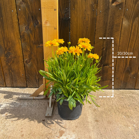 Coreopsis 'double the sun'