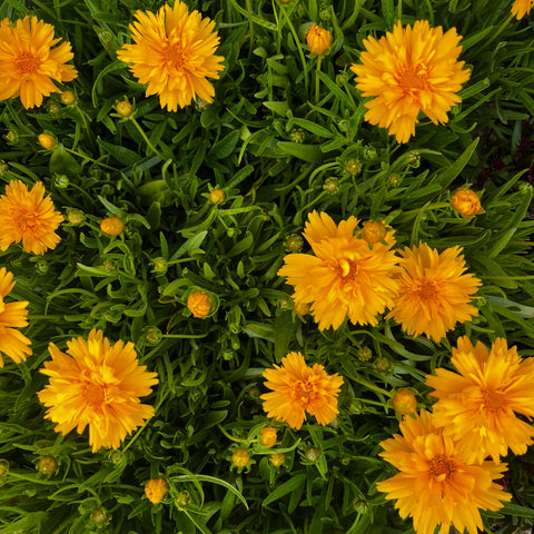 Coreopsis 'double the sun'