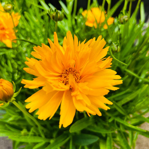 Coreopsis 'double the sun'