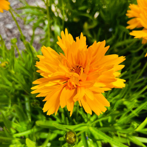 Coreopsis 'double the sun'