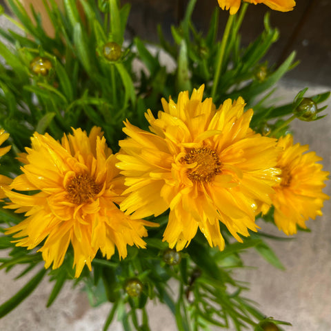 Coreopsis 'double the sun'